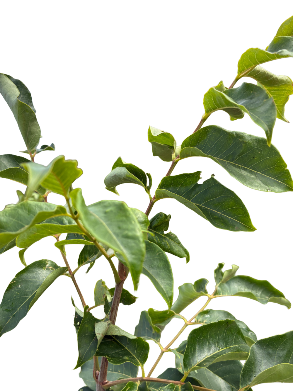 Bijenboom | Tetradium daniellii