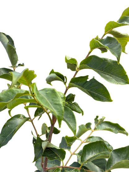 Bijenboom | Tetradium daniellii