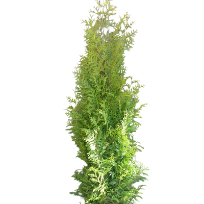 Conifeerhaag | Thuja occidentalis 'Brabant'