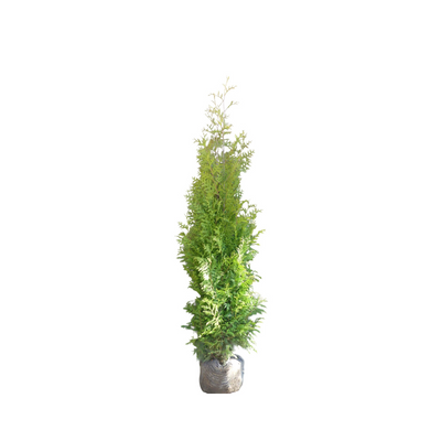 Conifeerhaag | Thuja occidentalis 'Brabant'