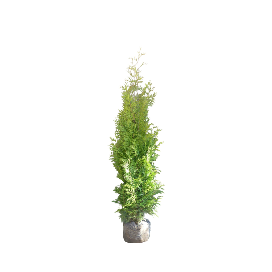 Conifeerhaag | Thuja occidentalis 'Brabant'