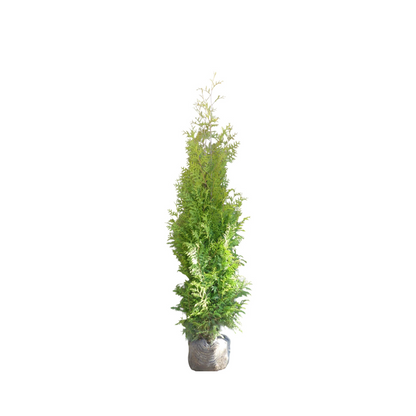Conifeerhaag | Thuja occidentalis 'Brabant'