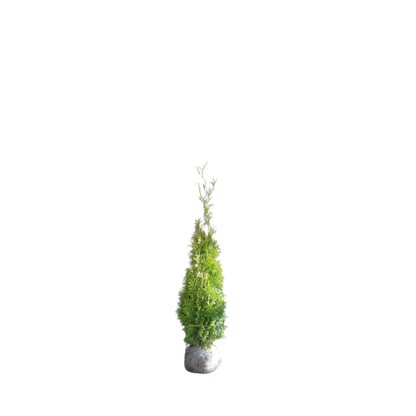 Conifeerhaag | Thuja occidentalis 'Brabant'