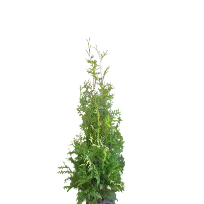 Conifeerhaag | Thuja occidentalis 'Brabant'