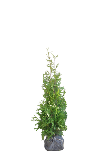 Conifeerhaag | Thuja occidentalis 'Brabant'
