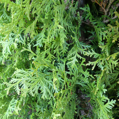 Levensboom | Thuja occidentalis 'King of Brabant'