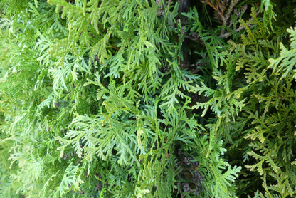 Levensboom | Thuja occidentalis 'King of Brabant'