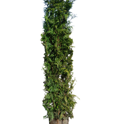 Levensboom | Thuja occidentalis 'King of Brabant'