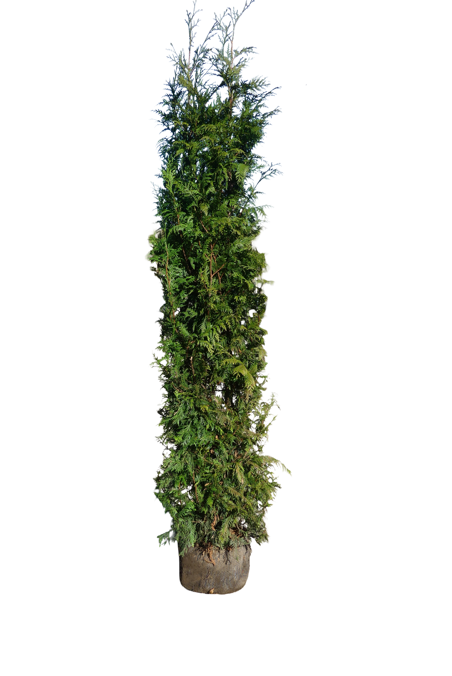 Levensboom | Thuja occidentalis 'King of Brabant'