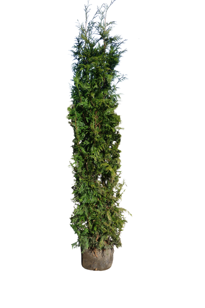 Levensboom | Thuja occidentalis 'King of Brabant'