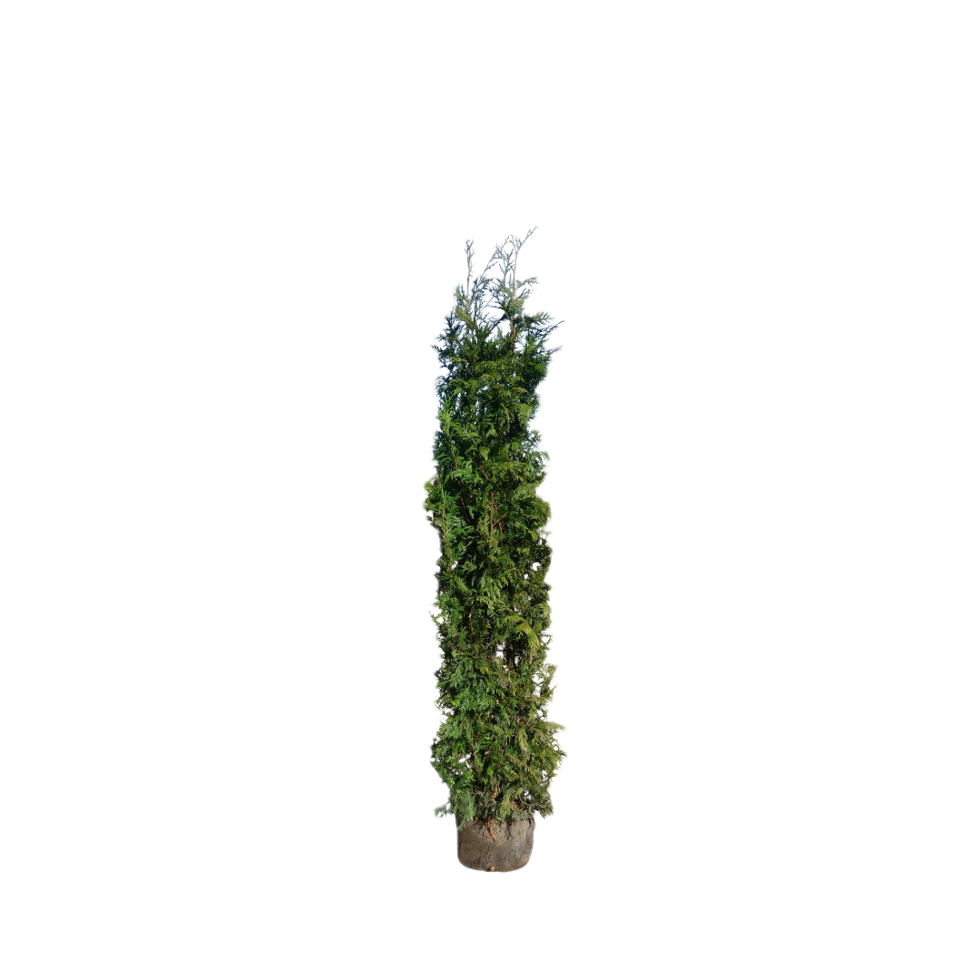 Levensboom | Thuja occidentalis 'King of Brabant'