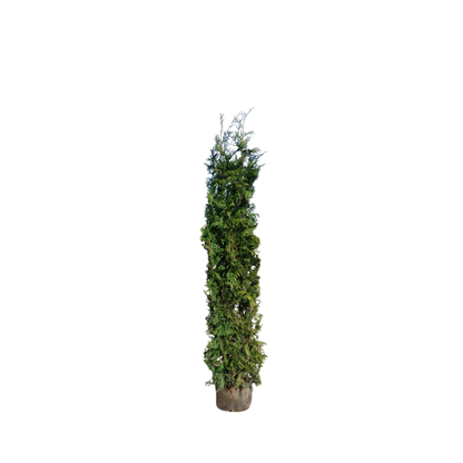 Levensboom | Thuja occidentalis 'King of Brabant'