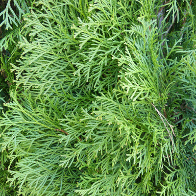 Westerse levensboom | Thuja occidentalis 'Smaragd'