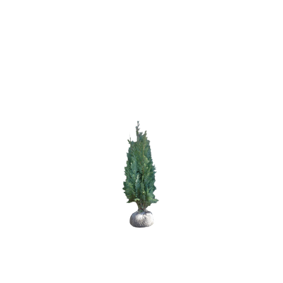 Westerse levensboom | Thuja occidentalis 'Smaragd'