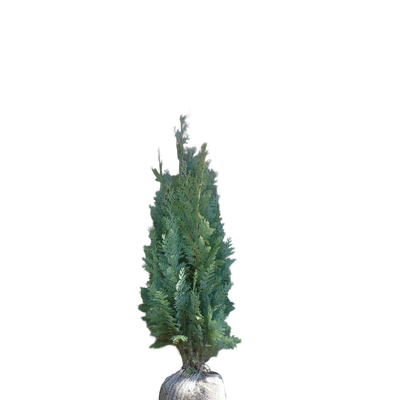 Westerse levensboom | Thuja occidentalis 'Smaragd'