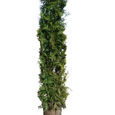Conifeer | Thuja plicata 'Excelsa'