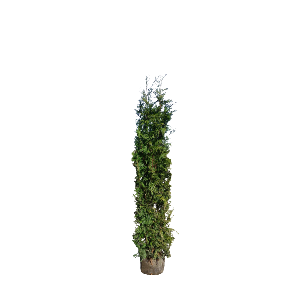 Conifeer | Thuja plicata 'Excelsa'