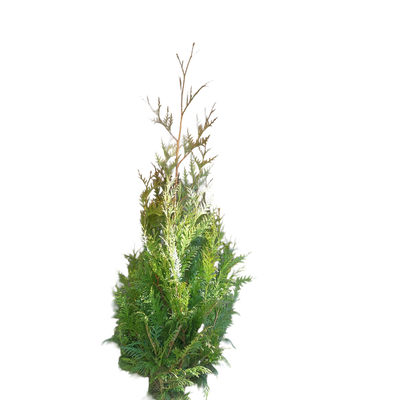 Thuja plicata 'Martin' | Reuze Levensboom