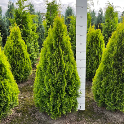 Levensboom | Thuja occidentalis 'Golden Smaragd'
