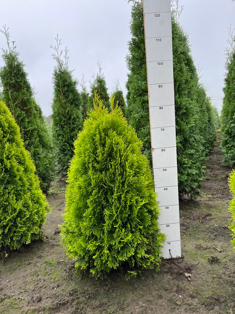 Levensboom | Thuja occidentalis 'Golden Smaragd'