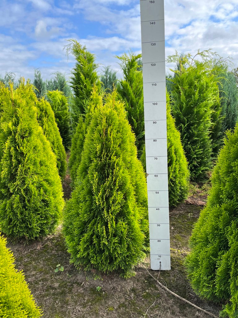 Levensboom | Thuja occidentalis 'Golden Smaragd'