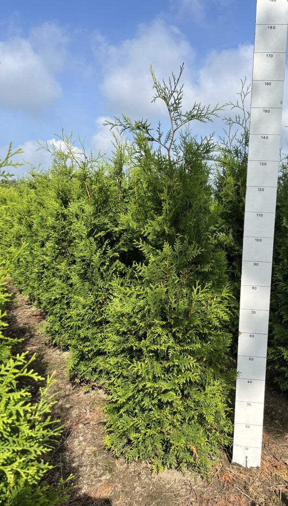 Conifeerhaag | Thuja occidentalis 'Brabant'