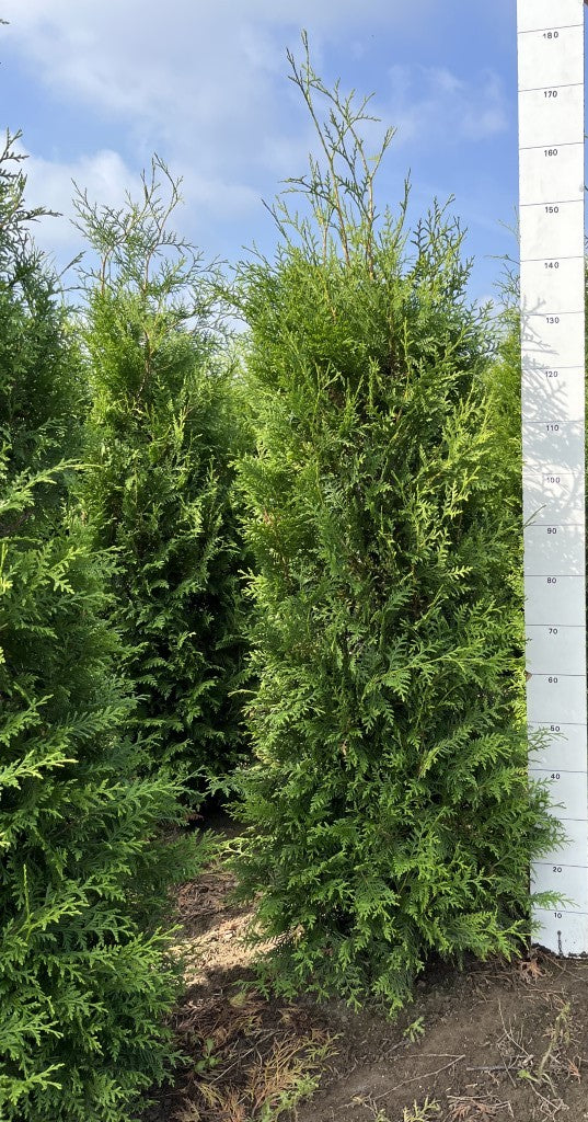 Conifeerhaag | Thuja occidentalis 'Brabant'