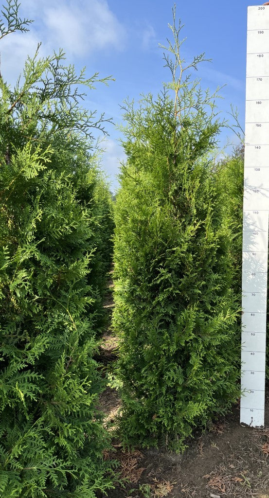 Conifeerhaag | Thuja occidentalis 'Brabant'