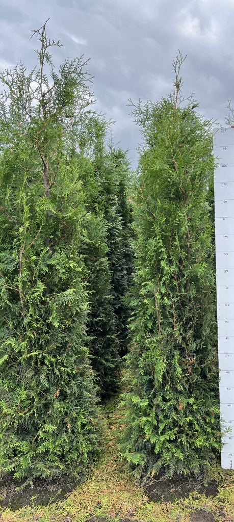 Conifeerhaag | Thuja occidentalis 'Brabant'