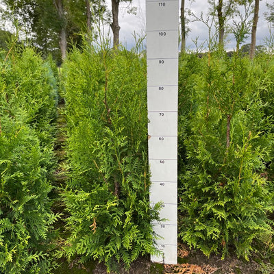Conifeerhaag | Thuja occidentalis 'Brabant'