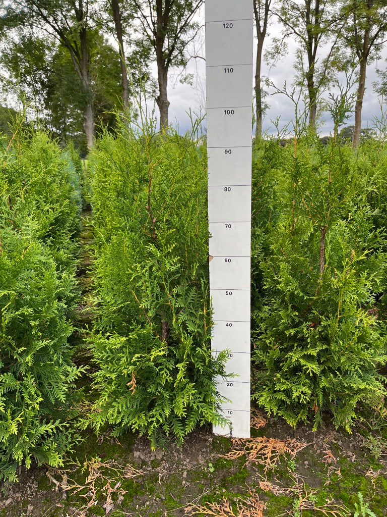 Conifeerhaag | Thuja occidentalis 'Brabant'