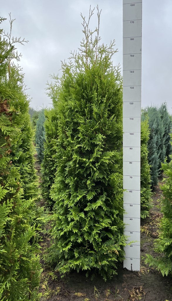 Conifeerhaag | Thuja occidentalis 'Golden Brabant'