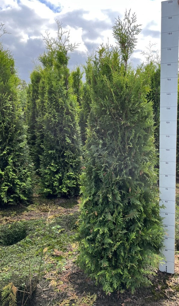 Conifeerhaag | Thuja occidentalis 'Golden Brabant'