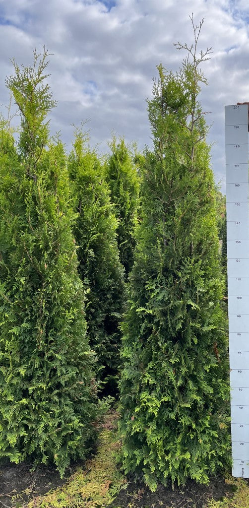Conifeerhaag | Thuja occidentalis 'Golden Brabant'