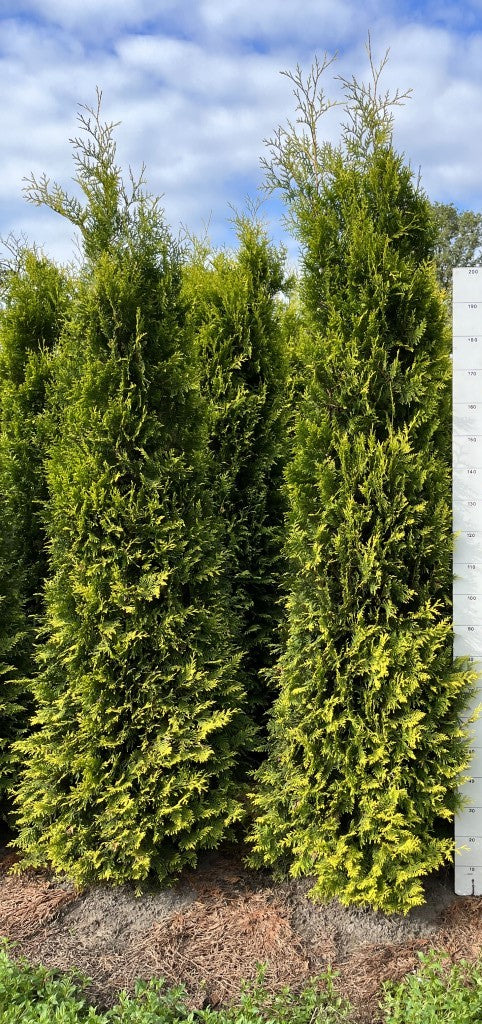 Conifeerhaag | Thuja occidentalis 'Golden Brabant'