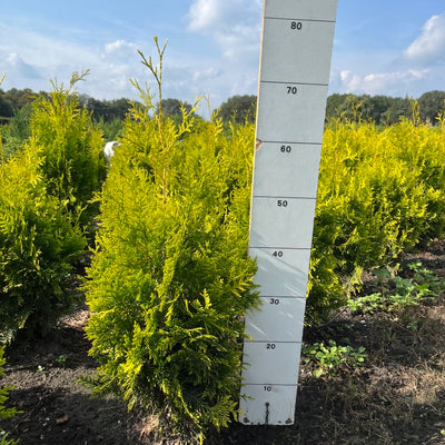 Conifeerhaag | Thuja occidentalis 'Golden Brabant'
