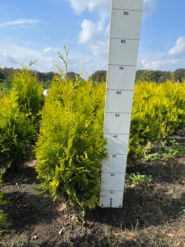 Conifeerhaag | Thuja occidentalis 'Golden Brabant'