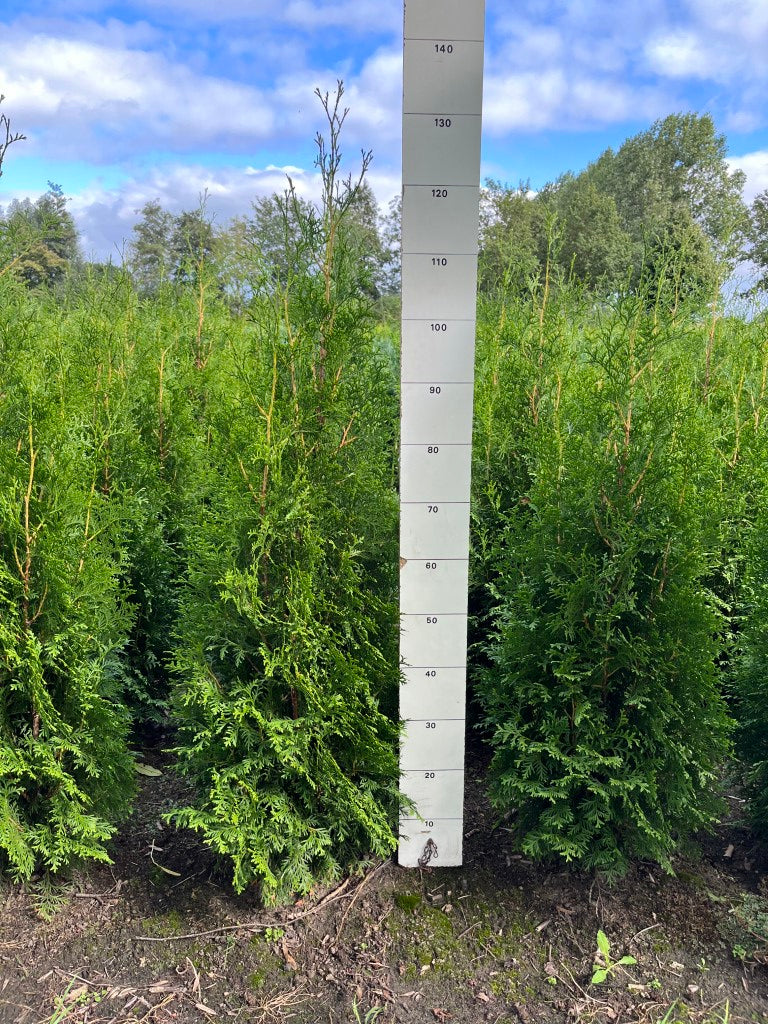 Levensboom | Thuja occidentalis 'King of Brabant'