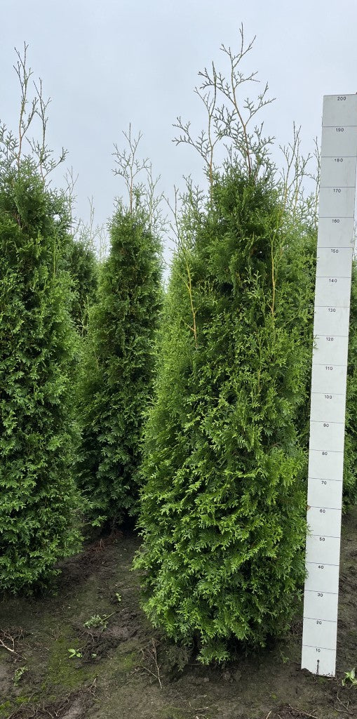 Levensboom | Thuja occidentalis 'King of Brabant'