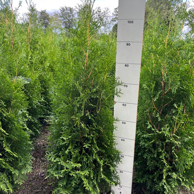 Levensboom | Thuja occidentalis 'King of Brabant'