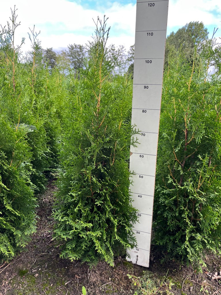 Levensboom | Thuja occidentalis 'King of Brabant'