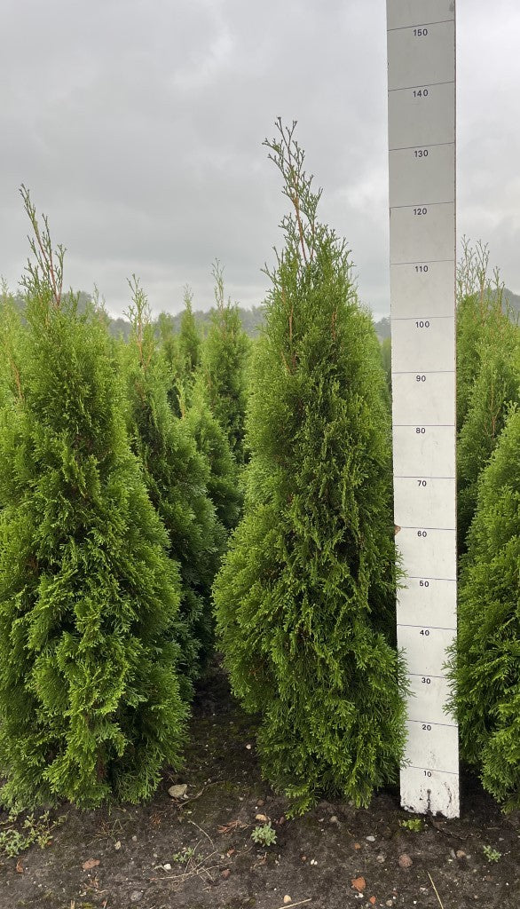 Westerse levensboom | Thuja occidentalis 'Smaragd'