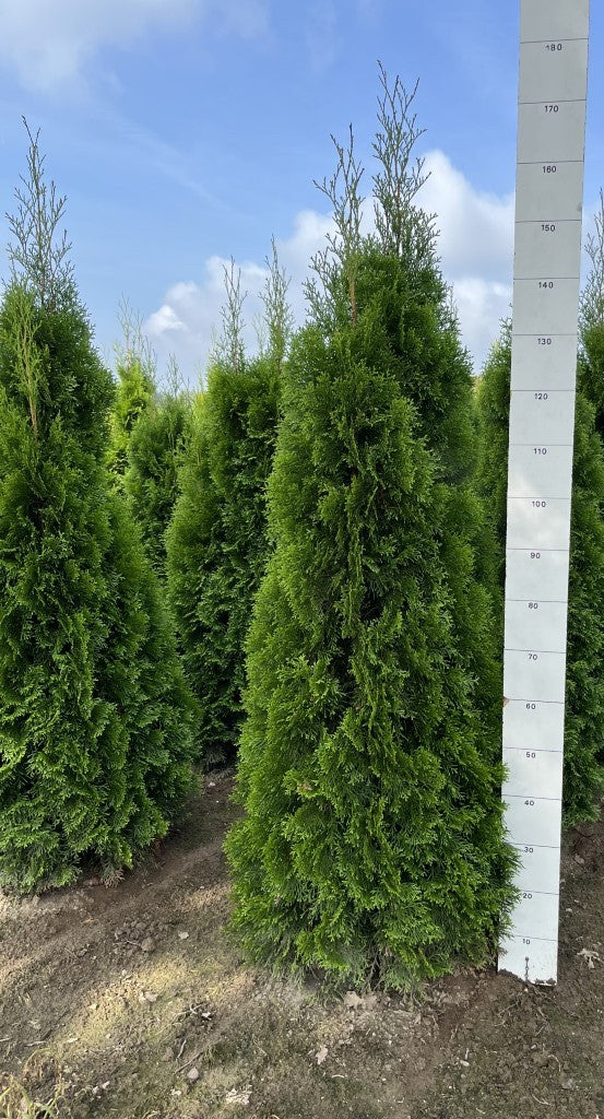 Westerse levensboom | Thuja occidentalis 'Smaragd'
