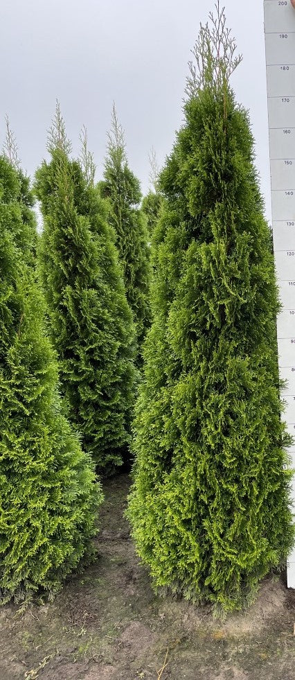 Westerse levensboom | Thuja occidentalis 'Smaragd'