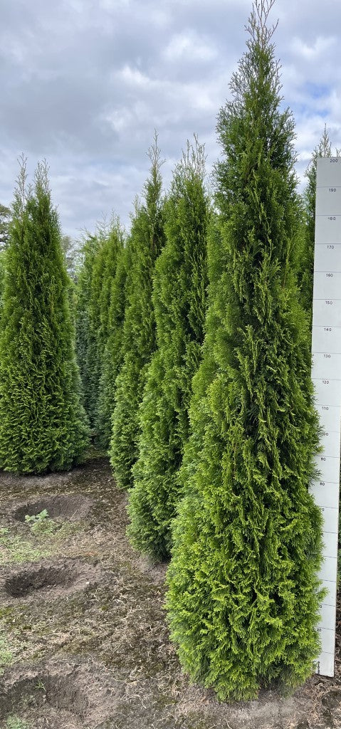 Westerse levensboom | Thuja occidentalis 'Smaragd'