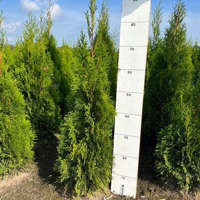 Westerse levensboom | Thuja occidentalis 'Smaragd'
