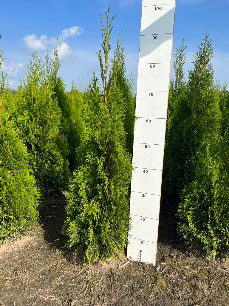 Westerse levensboom | Thuja occidentalis 'Smaragd'