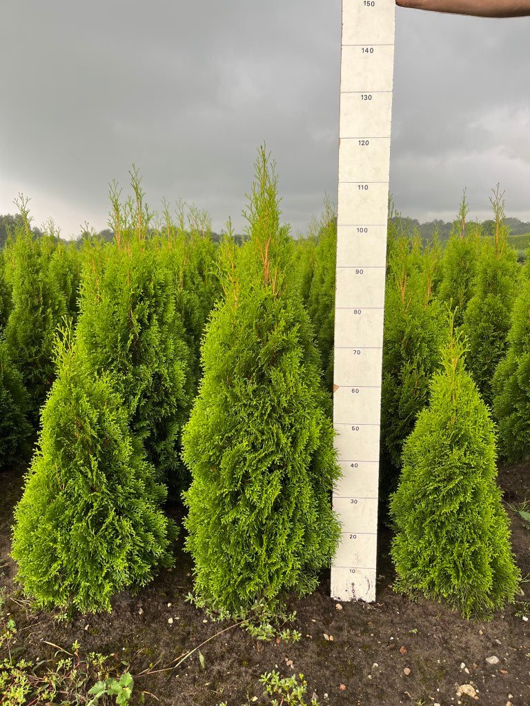Westerse levensboom | Thuja occidentalis 'Smaragd'