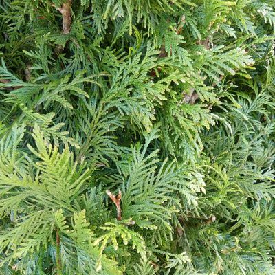 Conifeer | Thuja plicata 'Excelsa'