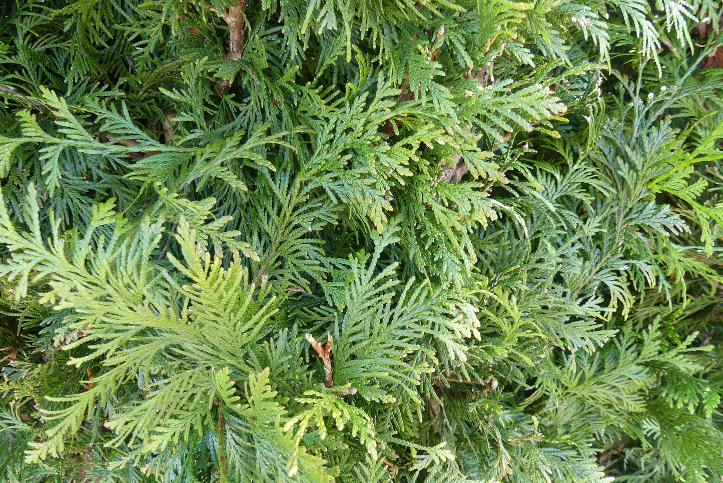 Conifeer | Thuja plicata 'Excelsa'